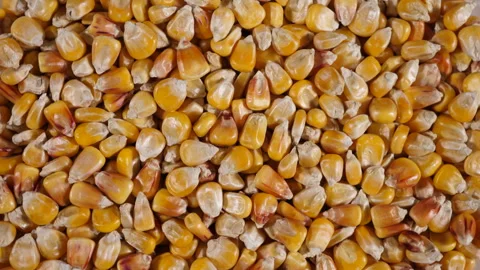 Dried Corn Grains Texture Background Close Up. Close-Up Raw Corn Seeds. GMO Corn Stock Footage 260467517