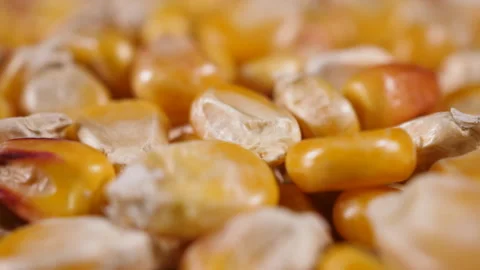 Dried Corn Grains Texture Background Close Up. Close-Up Raw Corn Seeds. GMO.. Stock Footage 318495558