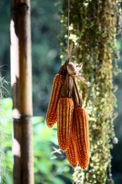 Dried corn Hang it as a decoration and blurred background Stock Photos