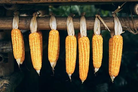 Dried corn is hanged Stock Photos
