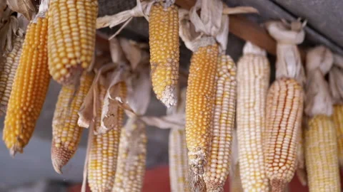 Dried Corn Hanging Vídeos de archivo 293196107