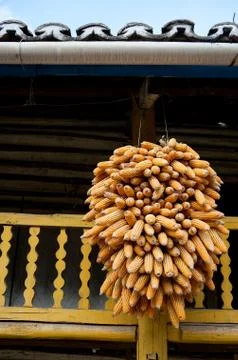 Dried corn on the housing Stock Photos