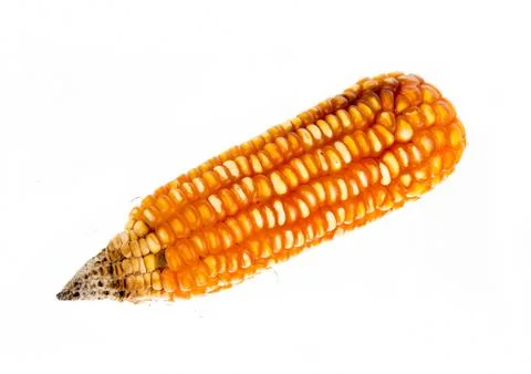 Dried corn isolated on white background Stock Photos