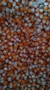Dried corn kernels for animal feed Stock Photos