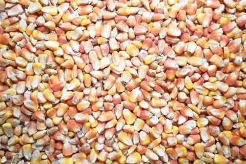 Dried Corn Kernels Stock Photos