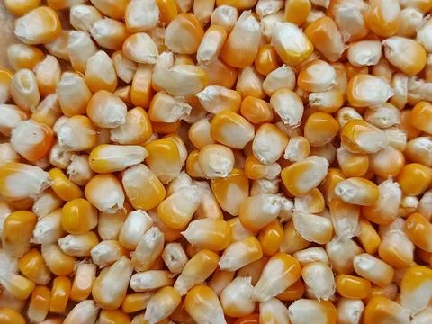 Dried Corn Kernels with Yellow Corn Grains Texture Background Stock Photos