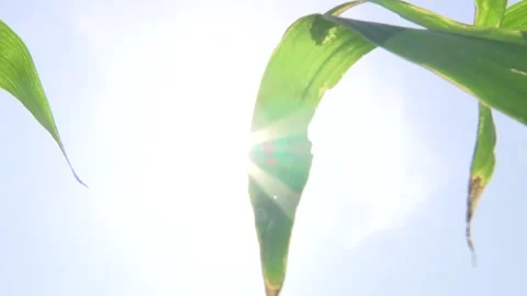 Dried corn leaf in the sun Stock Footage 161398123
