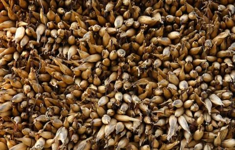 Dried corn Stock-Fotos