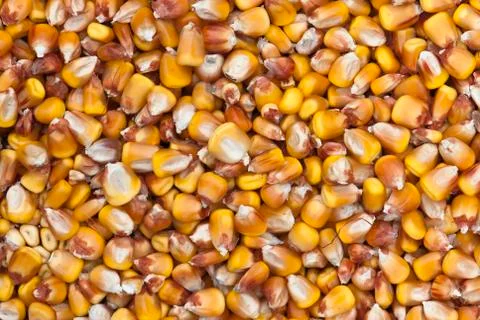 Dried corn Stock Photos