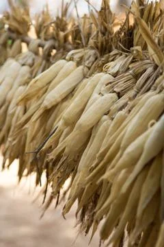 Dried corn Stock Photos