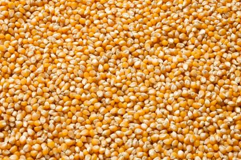 Dried corn Stock Photos