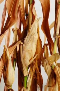 Dried corn Stock Photos