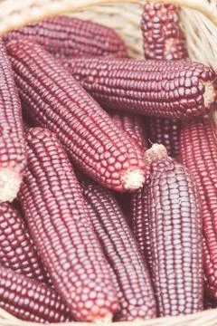Dried corn Stock Photos