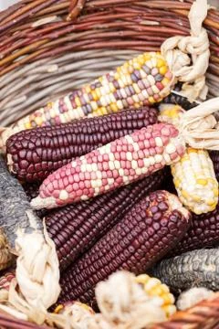 Dried corn Stock Photos