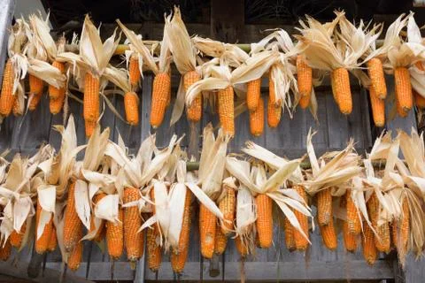Dried corn Stock Photos