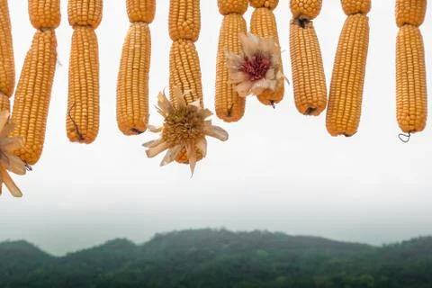 Dried corn Stock Photos