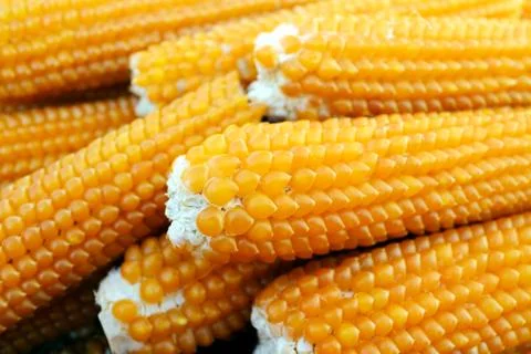 Dried corn Stock Photos