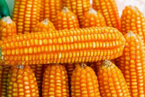 Dried corn Stock Photos