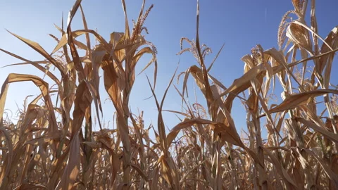 Dried corn plants on a acre. Germany 2022 Stock Footage 220642525