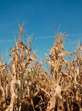Dried Corn Plants Stock Photos