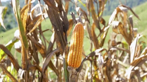 Dried corn produce tree tilt up Video stock 251763302