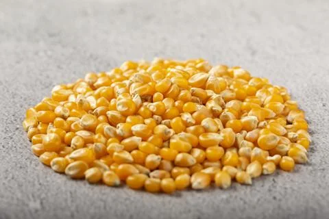 Dried corn. Raw corn for popcorn on the table. Stock Photos