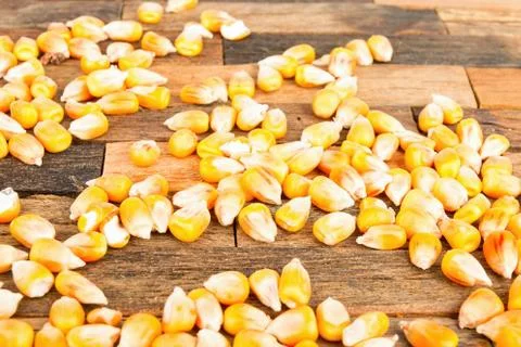 Dried corn seeds Stock Photos