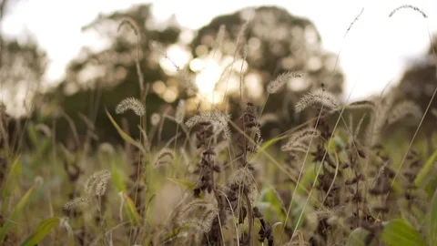 Dried corn stalk maze at sunset Stock Footage 93186418