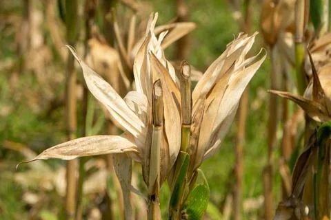 Dried corn stalk stands in a field Stock Photos