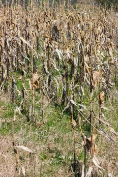 Dried corn stalks background 2 Stock Photos