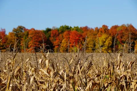 Dried corn stalks with the background of fall foliage near Cayuga Lake, New Y Stock Photos