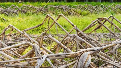 Dried corn stalks Stock Photos