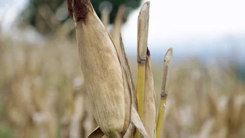 Dried corn tree tilt up Video stock 251386656