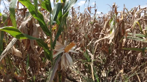DRIED CORN, yellow corncob Stock Footage 306696316