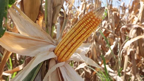 DRIED CORN, yellow corncob Stock Footage 306696339