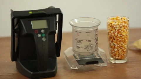 DRIED CORN, yellow corncob Stock Footage 306696430