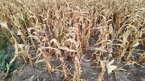 Dried Cornfield, Autumn Harvest Scene Stock Footage 284148024