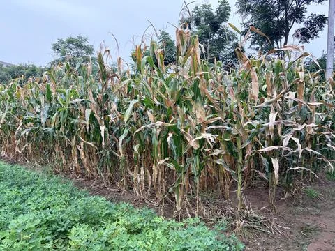 Dried Cornfield Ready for Harvest Stock-Fotos