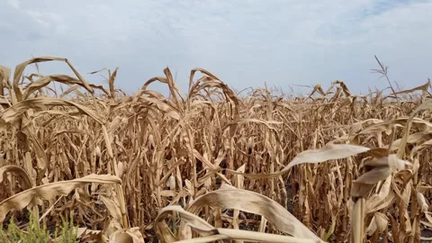 Dried Cornfield Under Cloudy Sky Stock Footage 285958331