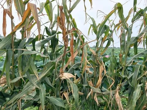 Dried Cornfield Under a Cloudy Sky Stock Photos
