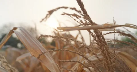A dried cornfield under the warm glow of the setting sun Stock Footage 304615349