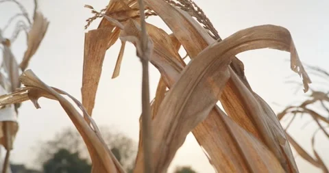 A dried cornfield under the warm glow of the setting sun Stock Footage 304618992