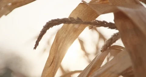 A dried cornfield under the warm glow of the setting sun Stock Footage 304619183