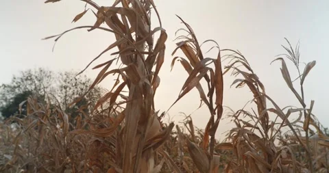 A dried cornfield under the warm glow of the setting sun Stock Footage 304619197
