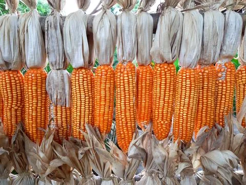 Dried corns hanging in rows Stock Photos