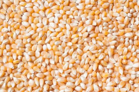 Dried corns Stock Photos