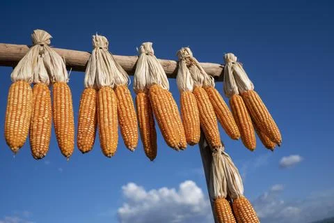 Dried corns Stock Photos