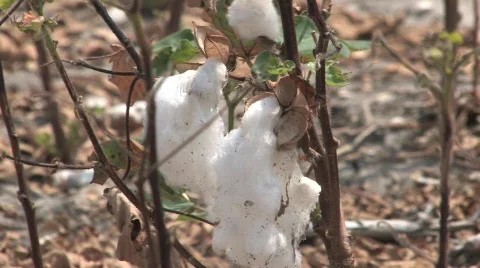  dried cotton Stock Footage 525170