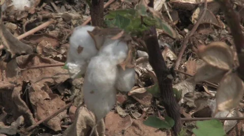  dried cotton Stock Footage 525174