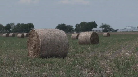  dried cotton Stock Footage 525175
